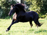 EEFKE van de BEELDHOEVE EEFKE van de BEELDHOEVE