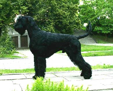 PRISCO z Tartaku